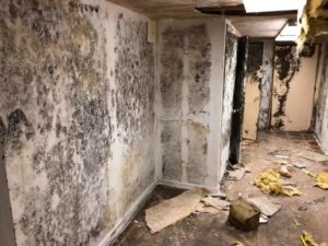 Mold remediation, mold abatement, mold restoration services for your home  or business