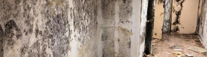 Mold Damage Restoration by First Response Restoration